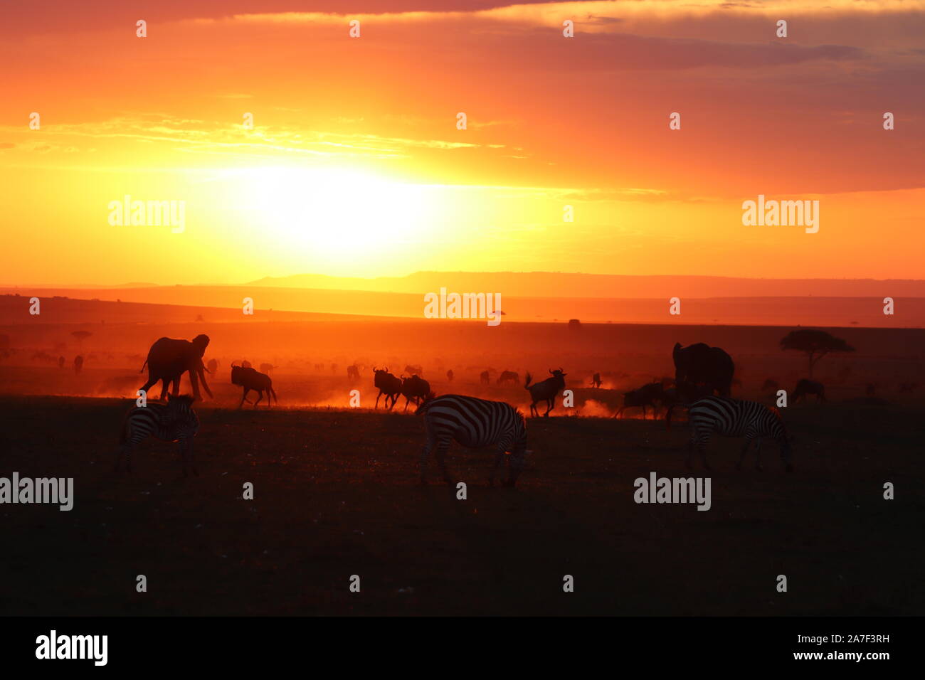 Silhouettes of african animals during sunset in the african savannah ...