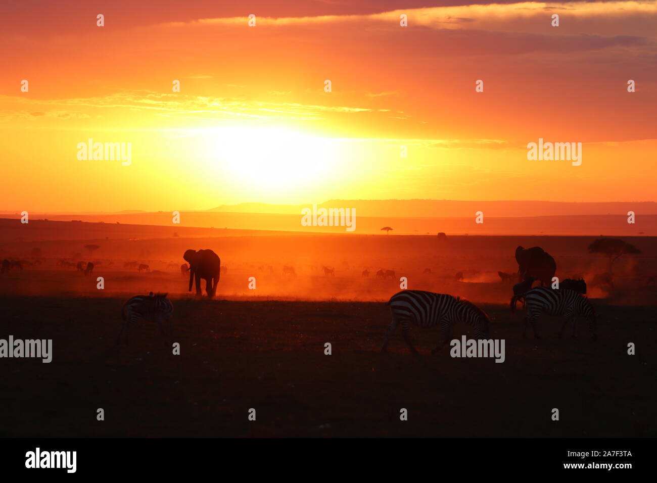 Silhouettes of african animals at sunset in the savannah hi-res stock ...