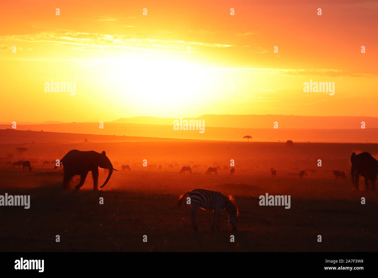 Silhouettes of african animals during sunset in the african savannah ...