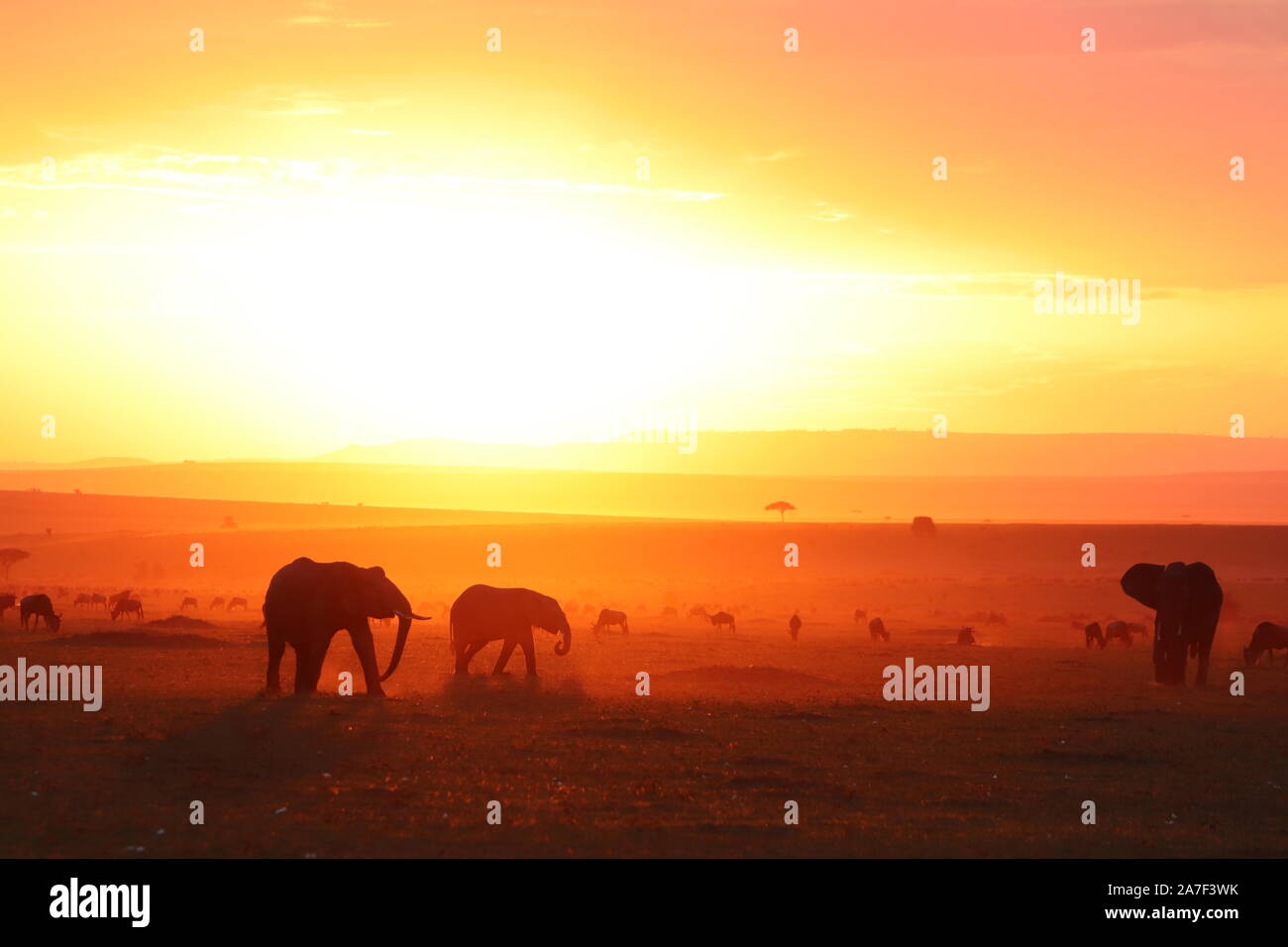 Silhouettes of african animals during sunset in the african savannah ...