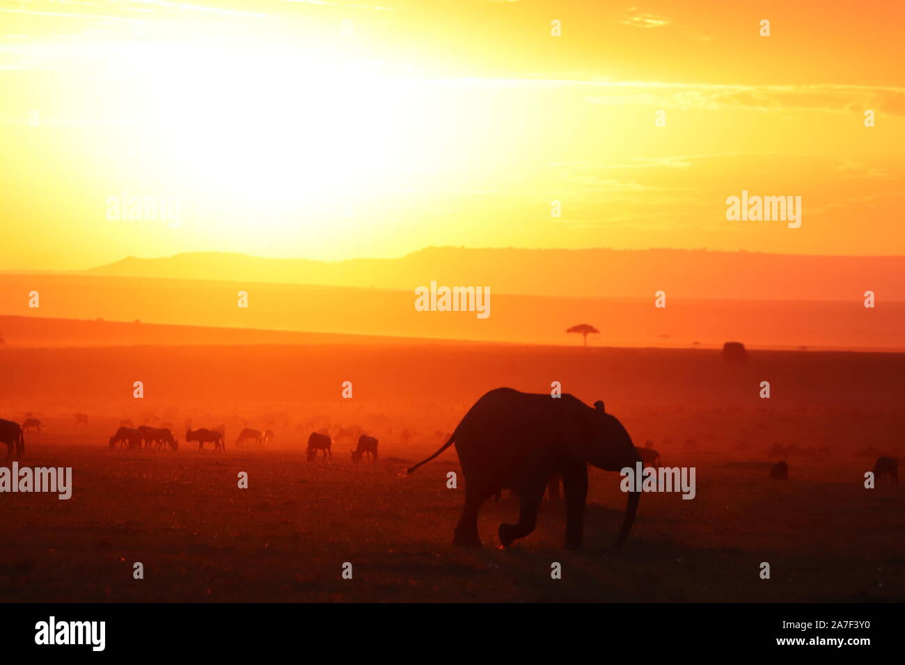 Silhouettes of african animals during sunset in the african savannah ...