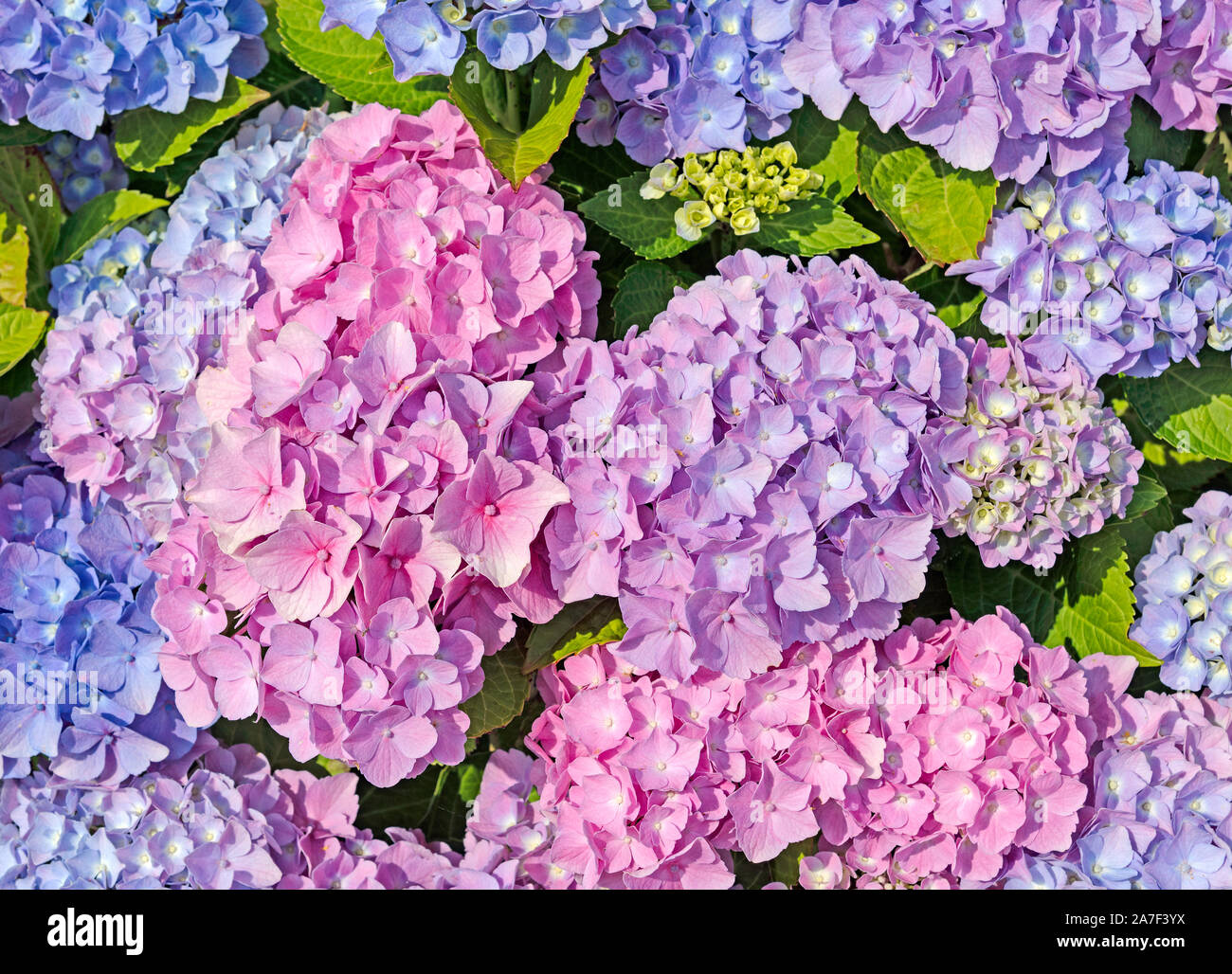 Flowering hortensias, hydrangea Stock Photo