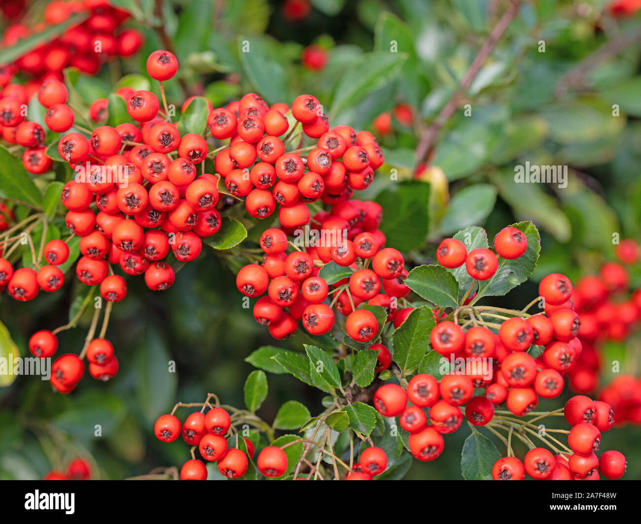 Fruits from the firethorn, pyracantha Stock Photo