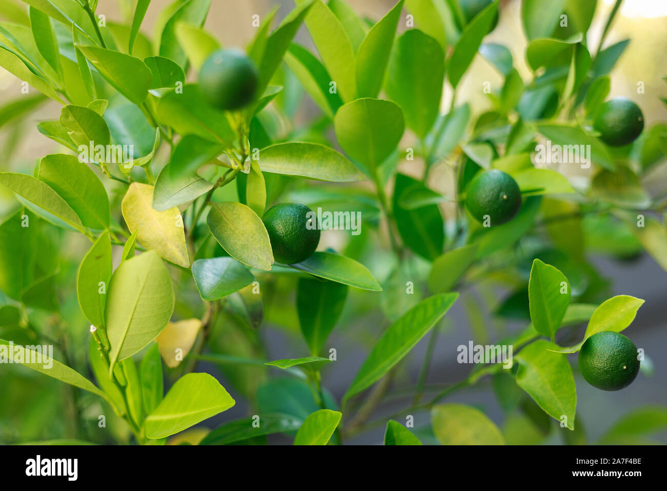 Limes grow on Citrus Lime Tree Stock Photo Alamy