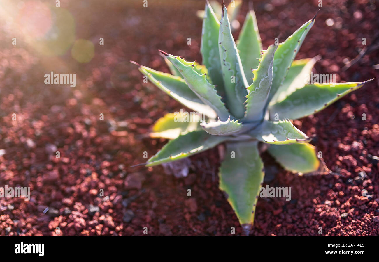 close-up shot of aloe vera plant on red volcanic soil in warm sunlight Stock Photo