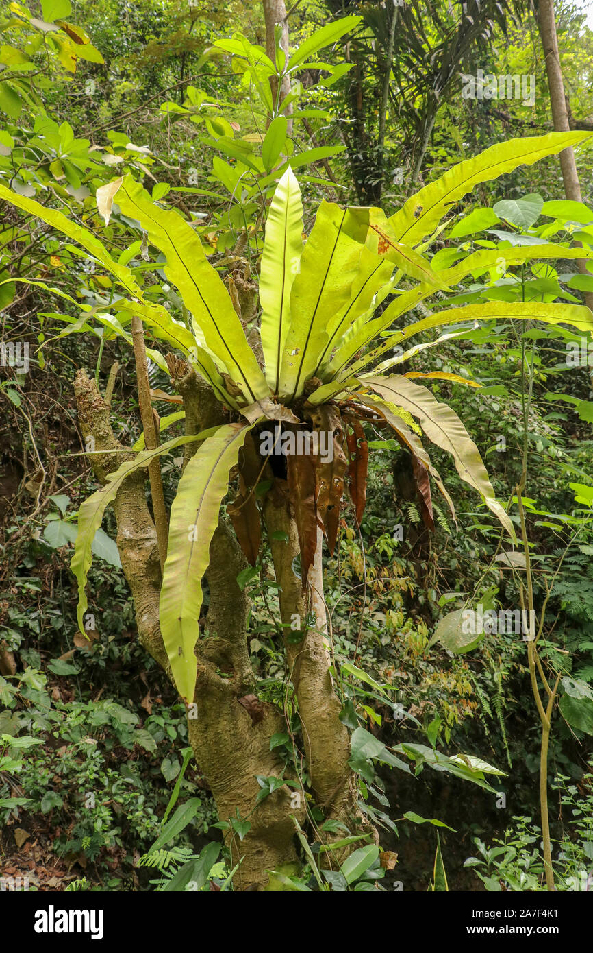 Tropical evergreen plant with long leaves - Philodendron insigne, growing  wild in the rainforest. Araceae, pteridophyta, a parasitic plant Stock  Photo - Alamy