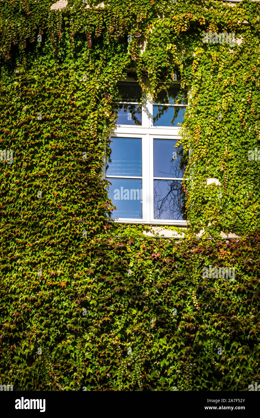 Building wall with window covered with green ivy Stock Photo - Alamy