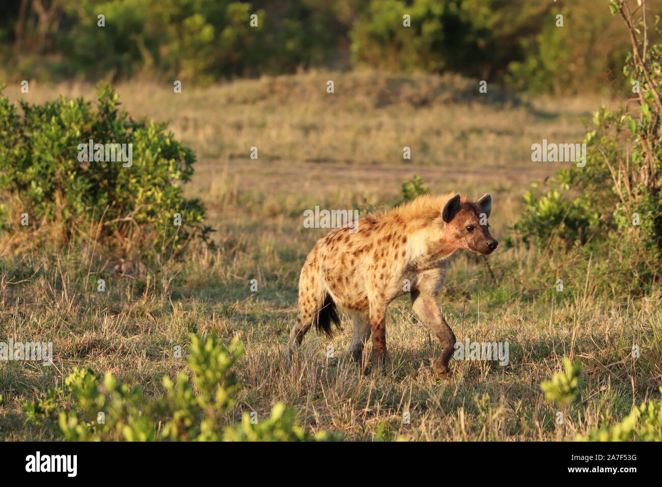 Spotted hyena (crocuta crocuta) in the african savannah. Stock Photo