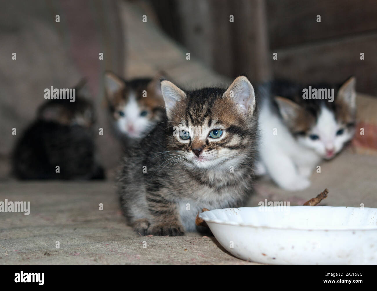 kitten sits next to a bowl. pet Stock Photo