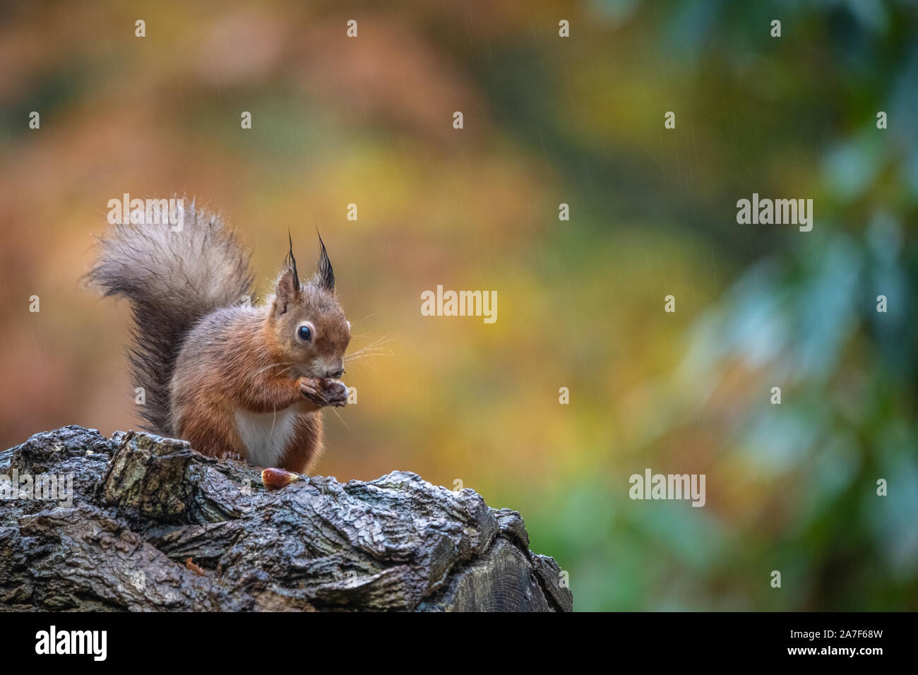 Brownsea Island Red Squirrel - Poole Harbour / Dorset / England / UK ...