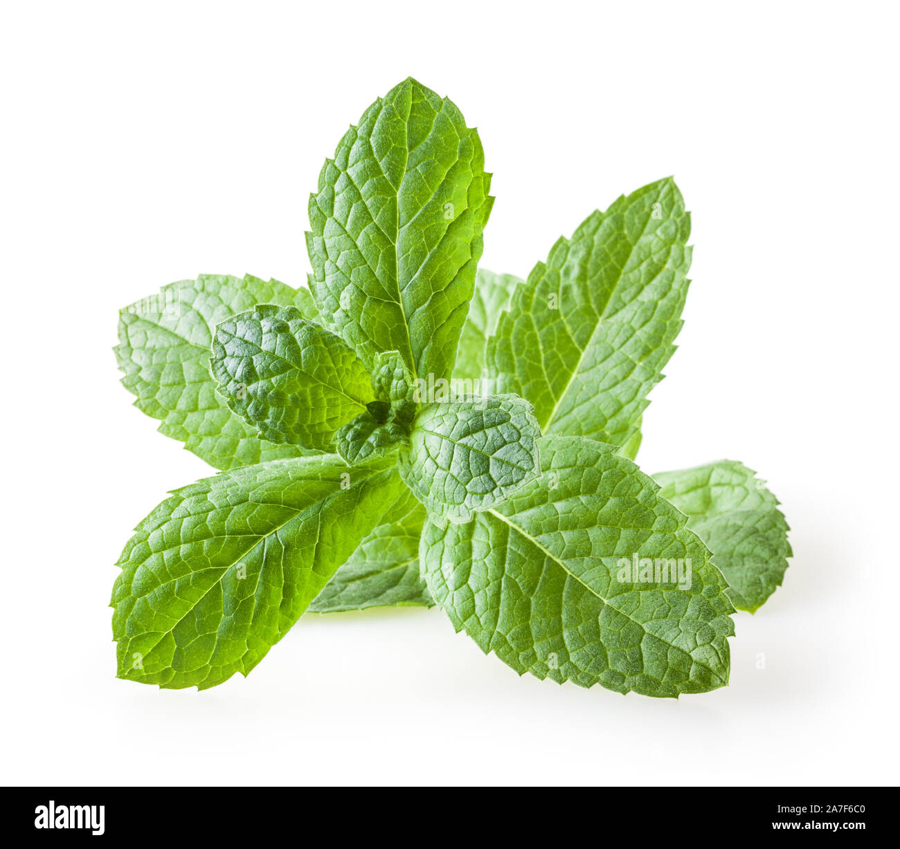 Fresh melissa leaves isolated on white background Stock Photo