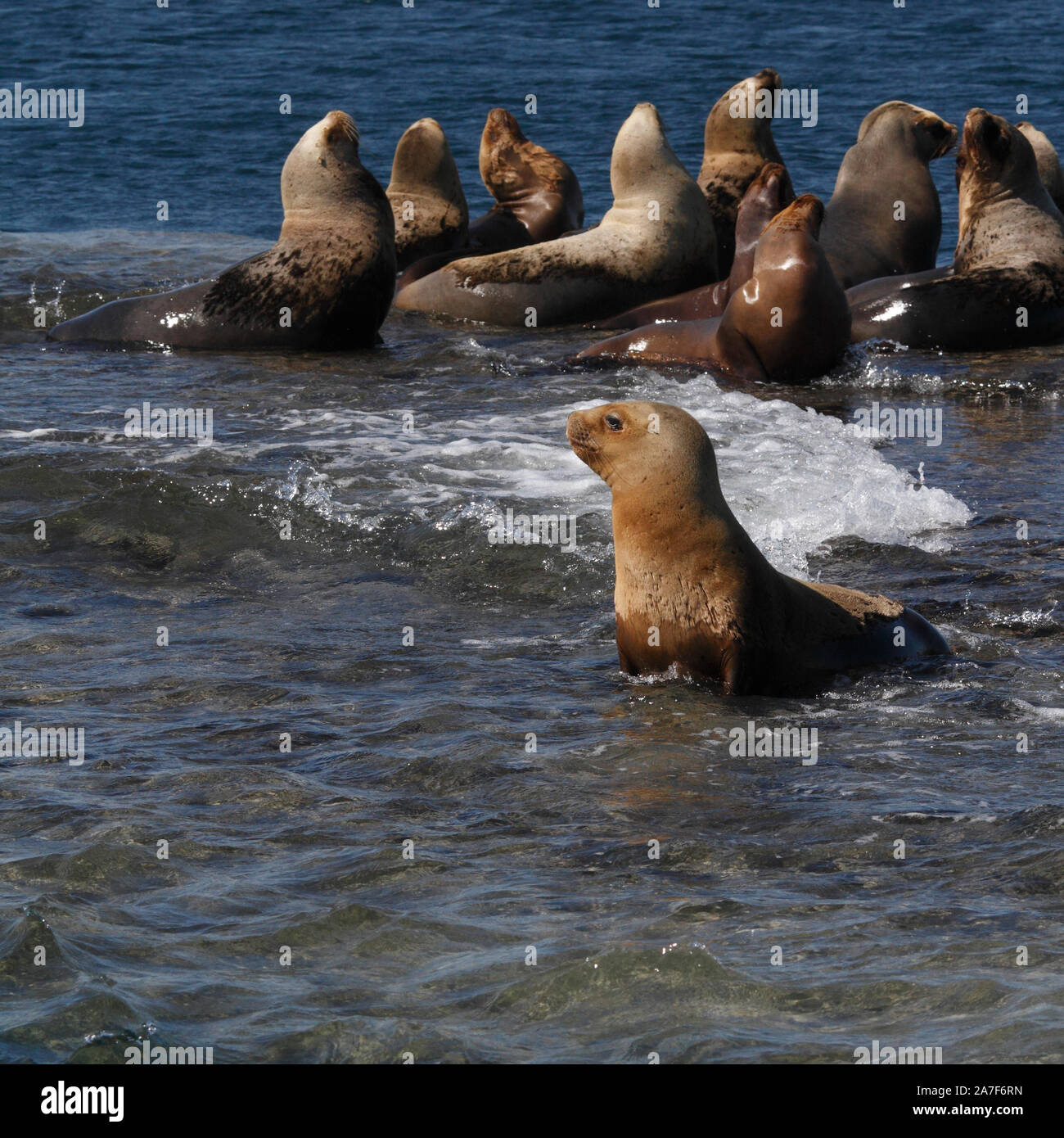 Southern Sea Lion colony at Peninsula Valdes, Golfo nuevo, Puerto Madryn, Chubut, Patagonia, Argentina. Stock Photo