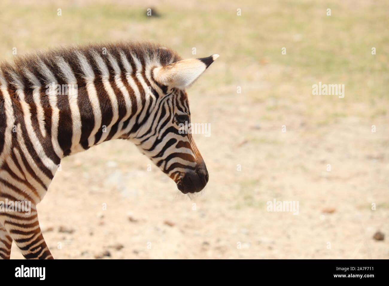 Zebras in the african savannah. Stock Photo