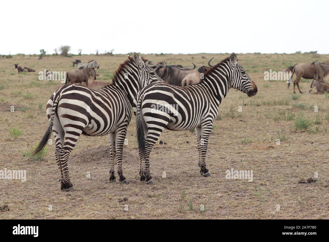 Zebras in the african savannah. Stock Photo