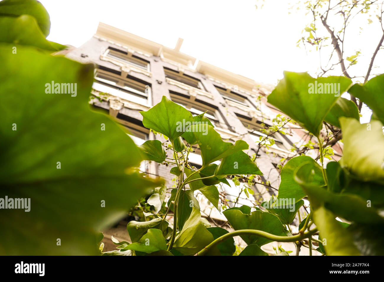Broad green plant leaves and elegant building exterior. Directly below. Stock Photo