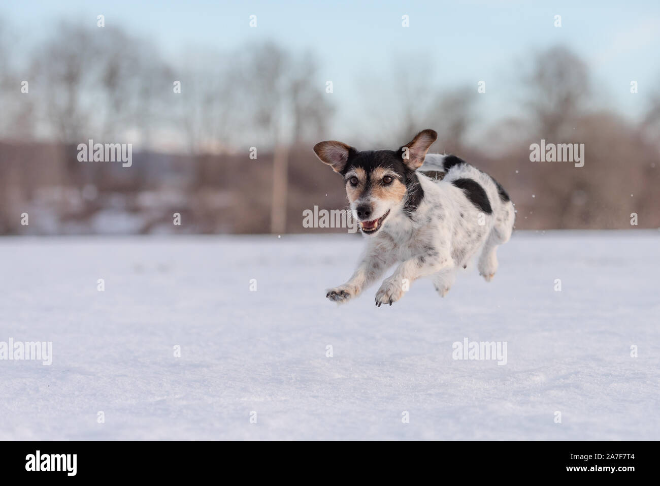 Fast Jack Russell Terrier dog is running  and flying across a meadow in snowy winter Stock Photo
