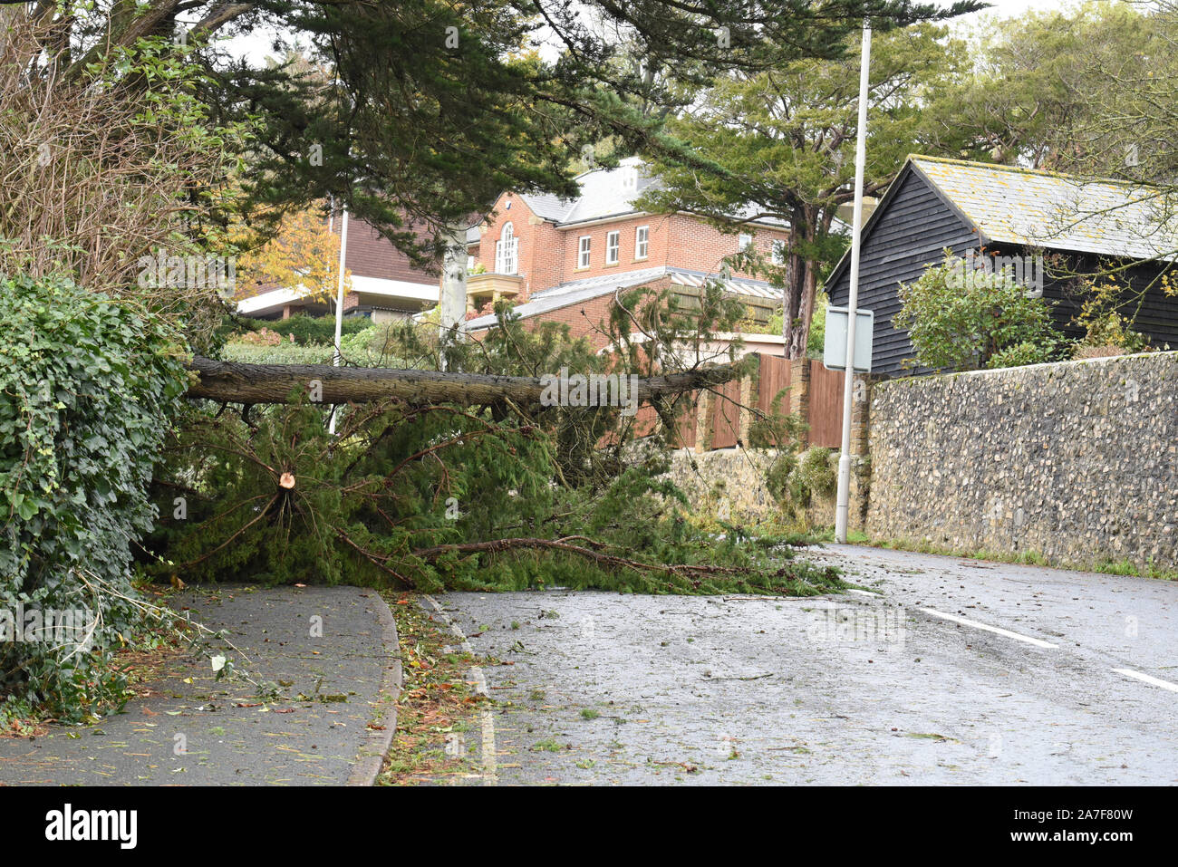 Lyme Regis, Dorset, UK.  2nd November 2019. UK Weather: Stormy weather and gale force winds bring trees crashing down in West Dorset.  A main route into the coastal resort of Lyme Regis is blocked by a large fallen tree. Vehicles are forced onto the other side of the road to avoid the tree and broken branches. Weather warnings remain in place across the South West as the storm conditions are set to continue.   Credit: Celia McMahon/Alamy Live News. Stock Photo