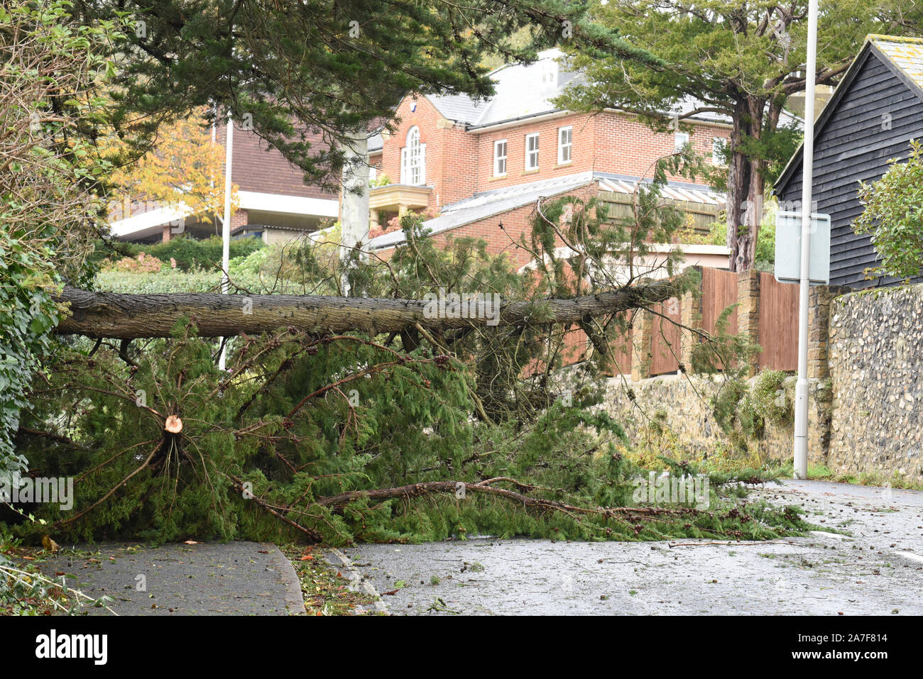 Lyme Regis, Dorset, UK.  2nd November 2019. UK Weather: Stormy weather and gale force winds bring trees crashing down in West Dorset.  A main route into the coastal resort of Lyme Regis is blocked by a large fallen tree. Vehicles are forced onto the other side of the road to avoid the tree and broken branches. Weather warnings remain in place across the South West as the storm conditions are set to continue.   Credit: Celia McMahon/Alamy Live News. Stock Photo