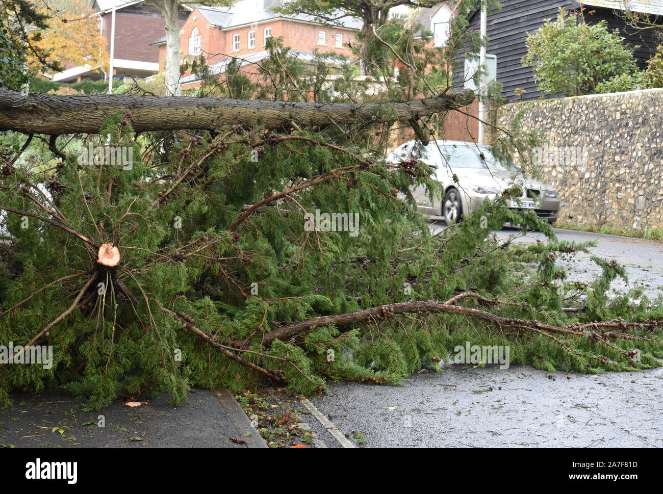 Lyme Regis, Dorset, UK.  2nd November 2019. UK Weather: Stormy weather and gale force winds bring trees crashing down in West Dorset.  A main route into the coastal resort of Lyme Regis is blocked by a large fallen tree. Vehicles are forced onto the other side of the road to avoid the tree and broken branches. Weather warnings remain in place across the South West as the storm conditions are set to continue.   Credit: Celia McMahon/Alamy Live News. Stock Photo