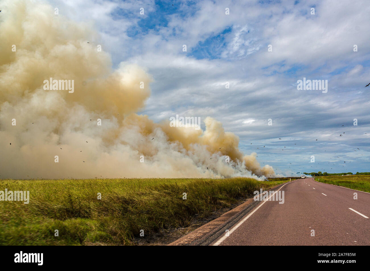 controlled Bushfire in Kakadu National Park, with diffrent birds, Northern Territory, Australia Stock Photo