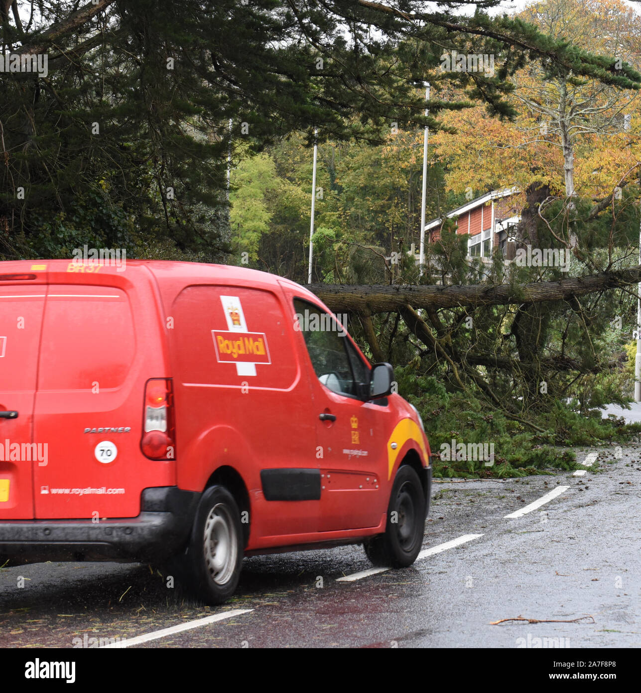 Lyme Regis, Dorset, UK.  2nd November 2019. UK Weather: Stormy weather and gale force winds bring trees crashing down in West Dorset.  A main route into the coastal resort of Lyme Regis is blocked by a large fallen tree. Vehicles are forced onto the other side of the road to avoid the tree and broken branches. Weather warnings remain in place across the South West as the storm conditions are set to continue.   Credit: Celia McMahon/Alamy Live News. Stock Photo
