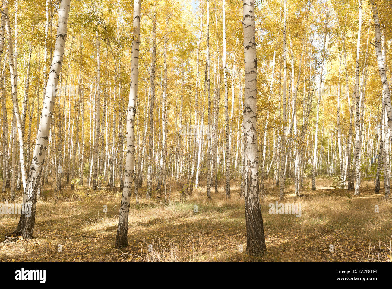 Autumn in a forest Stock Photo - Alamy
