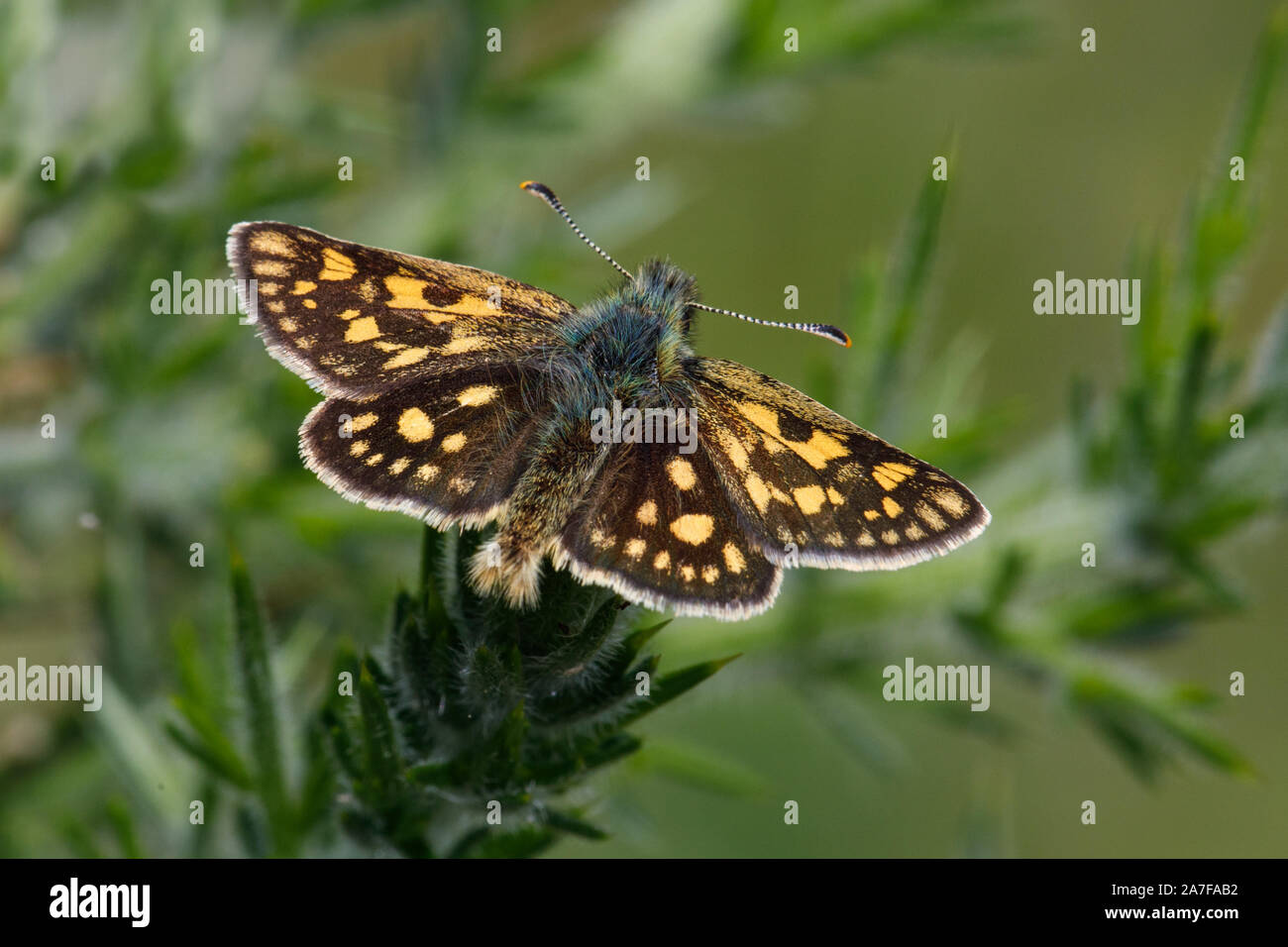Chequered Skipper butterfly,Carterocephalus palaemon Stock Photo