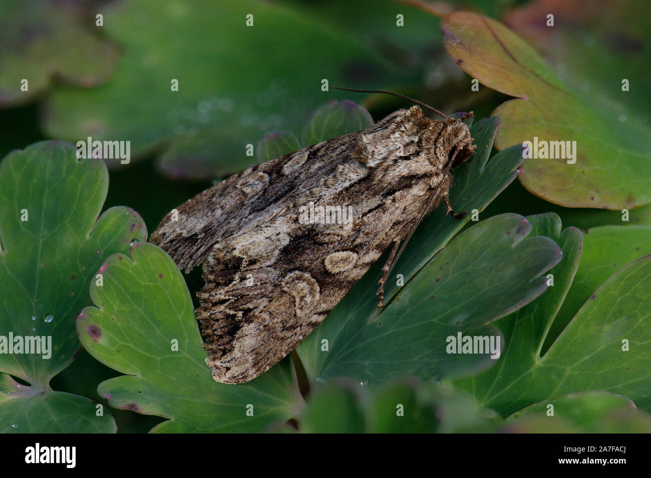 Dark Arches moth, Apamea monoglypha Stock Photo