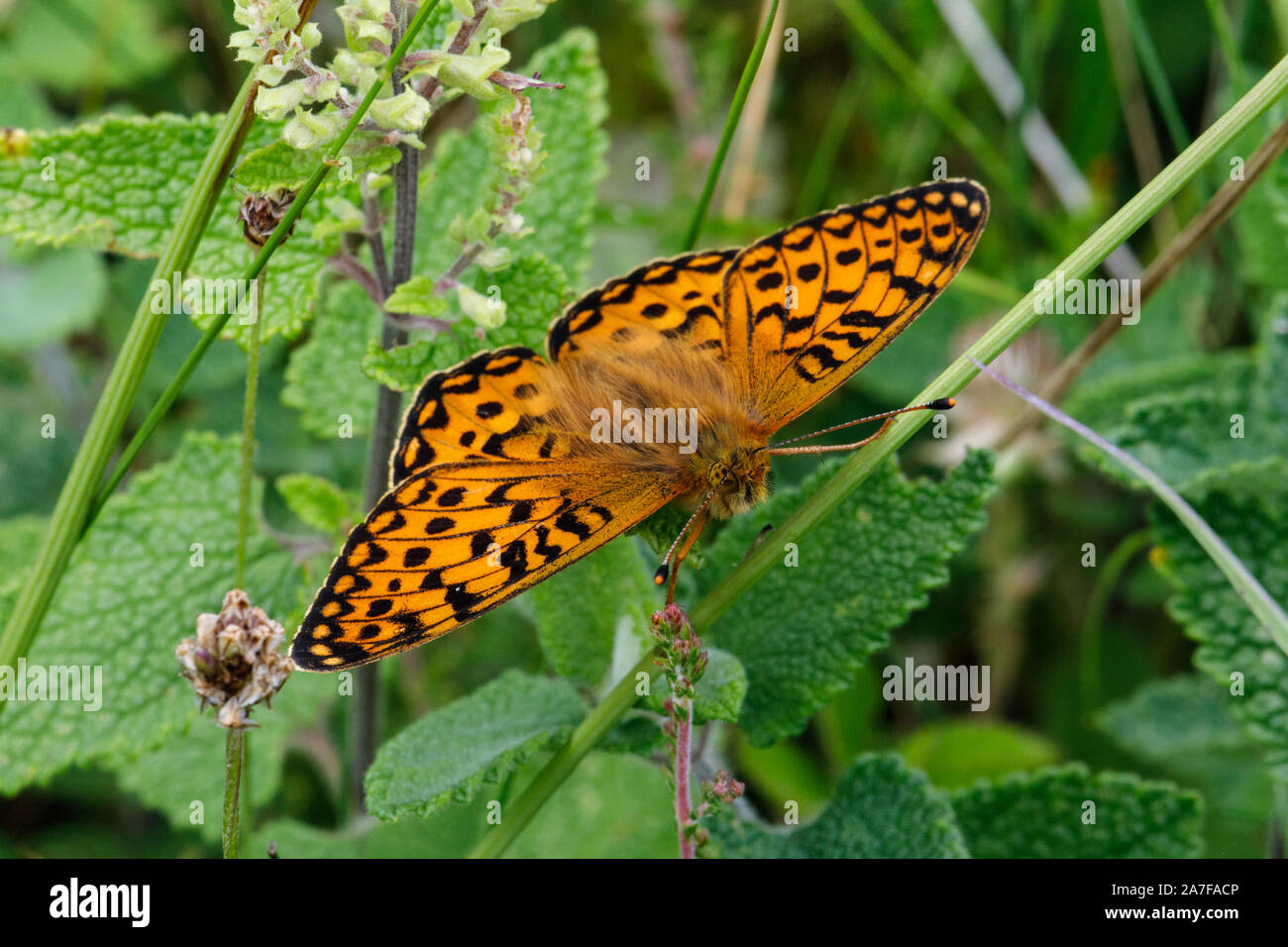 Dark Green Fritillary butterfly, Argynnis aglaja Stock Photo