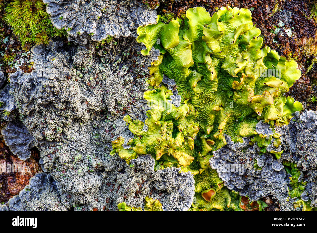 Lobarion lichen community Stock Photo