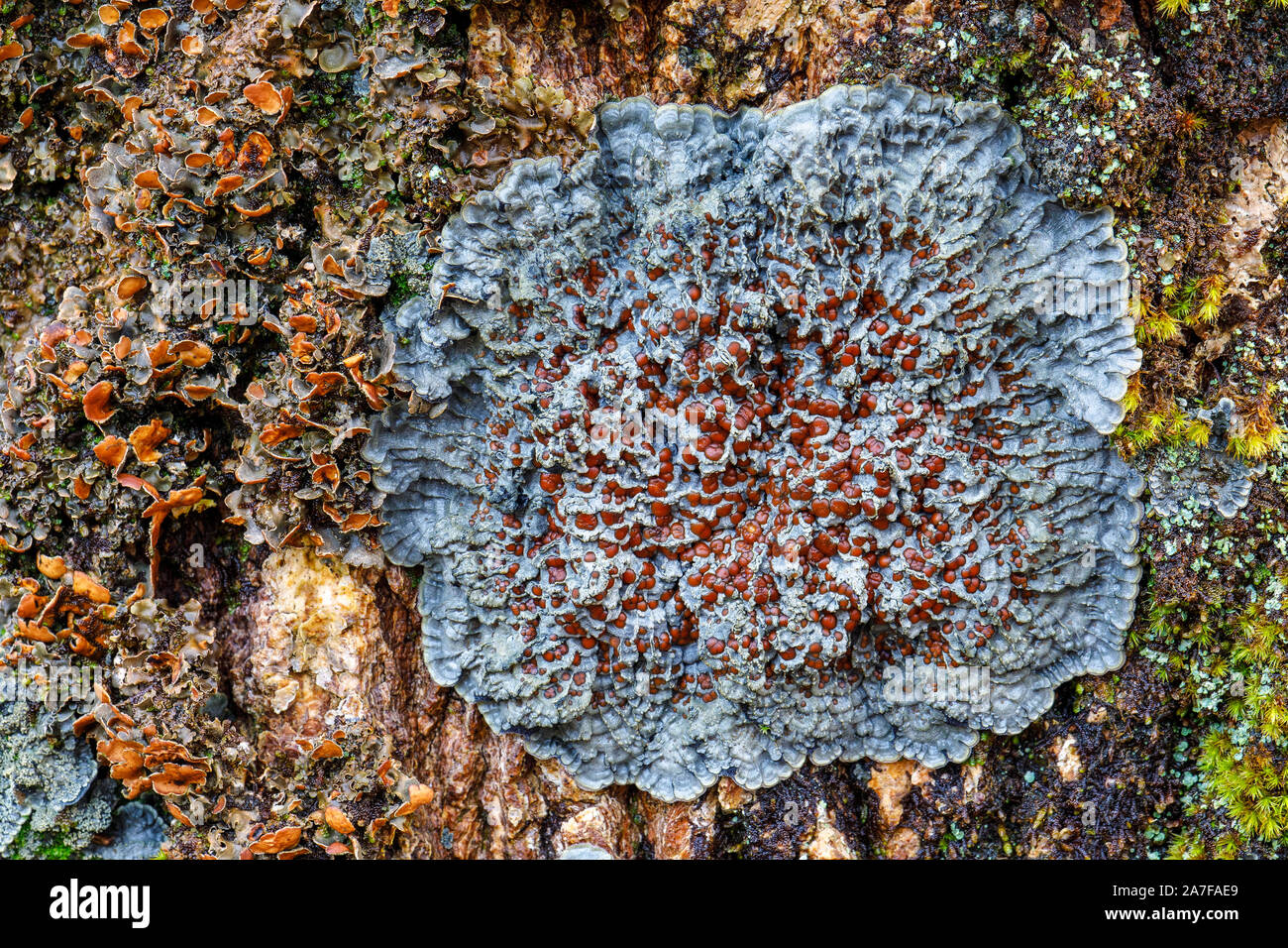 Lobarion lichen community Stock Photo