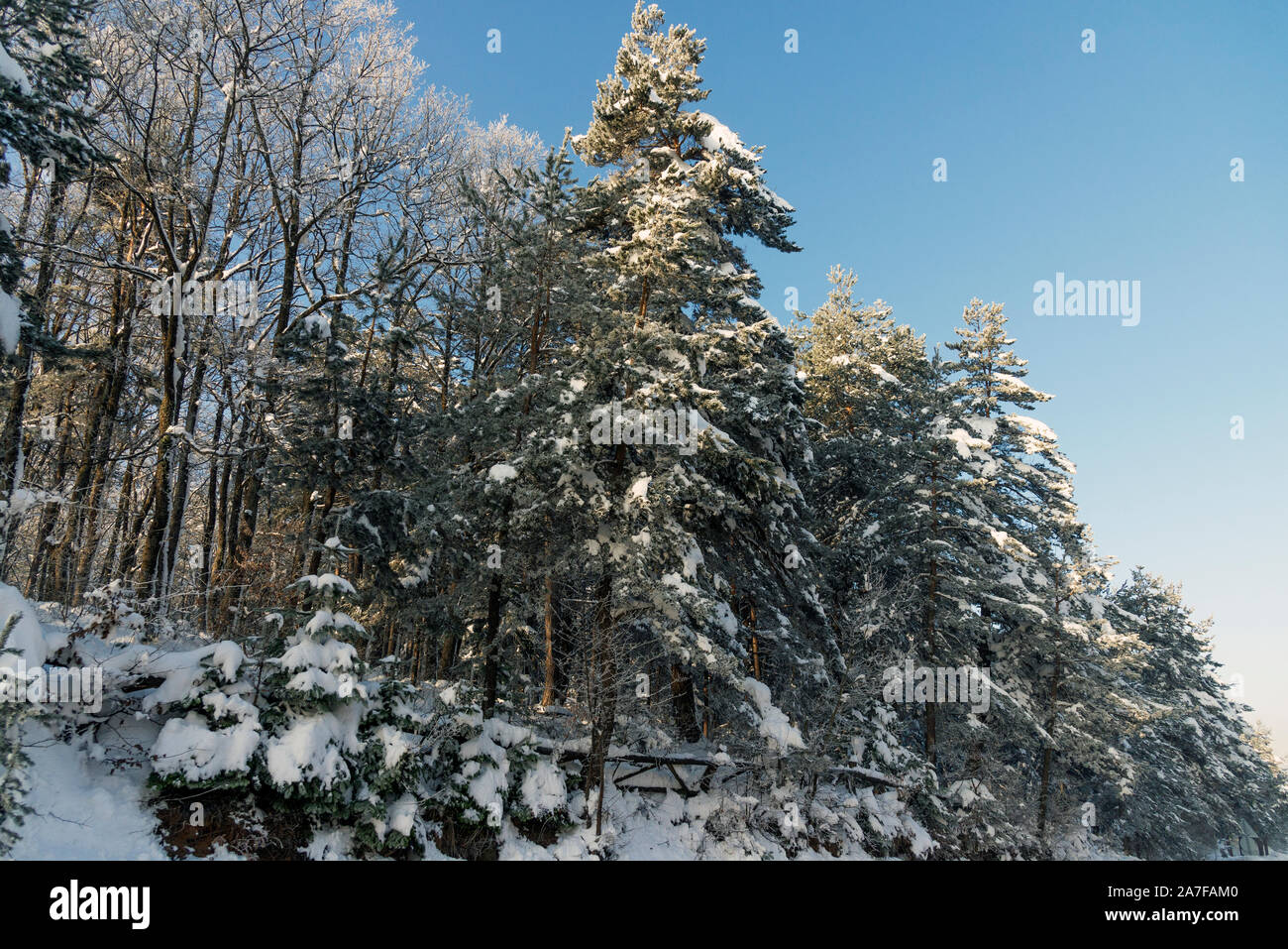 Landscape view of snowy hills with pine trees Stock Photo - Alamy