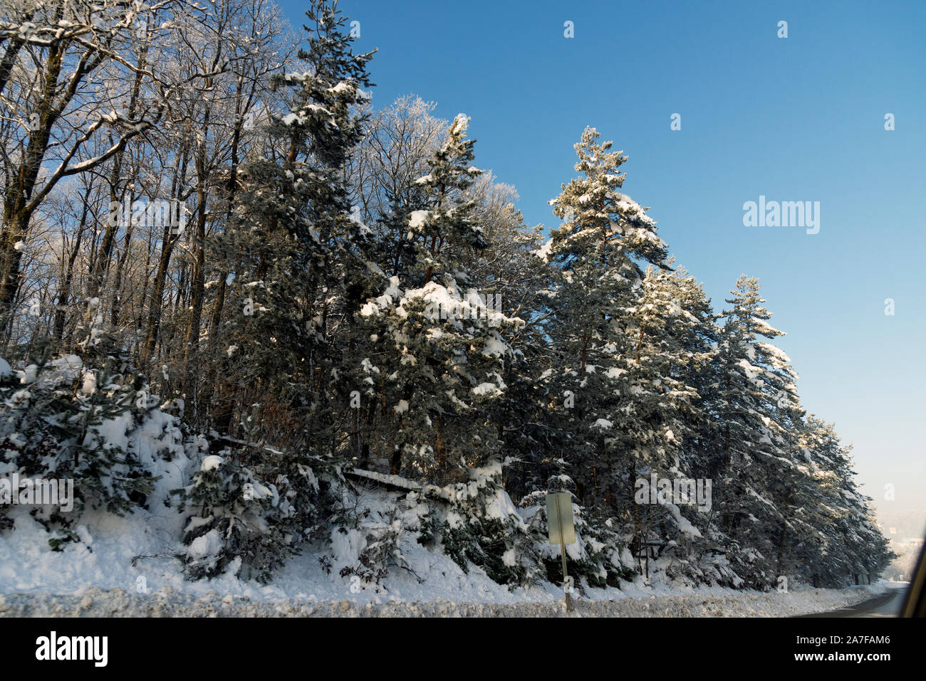 Landscape view of snowy hills with pine trees Stock Photo - Alamy