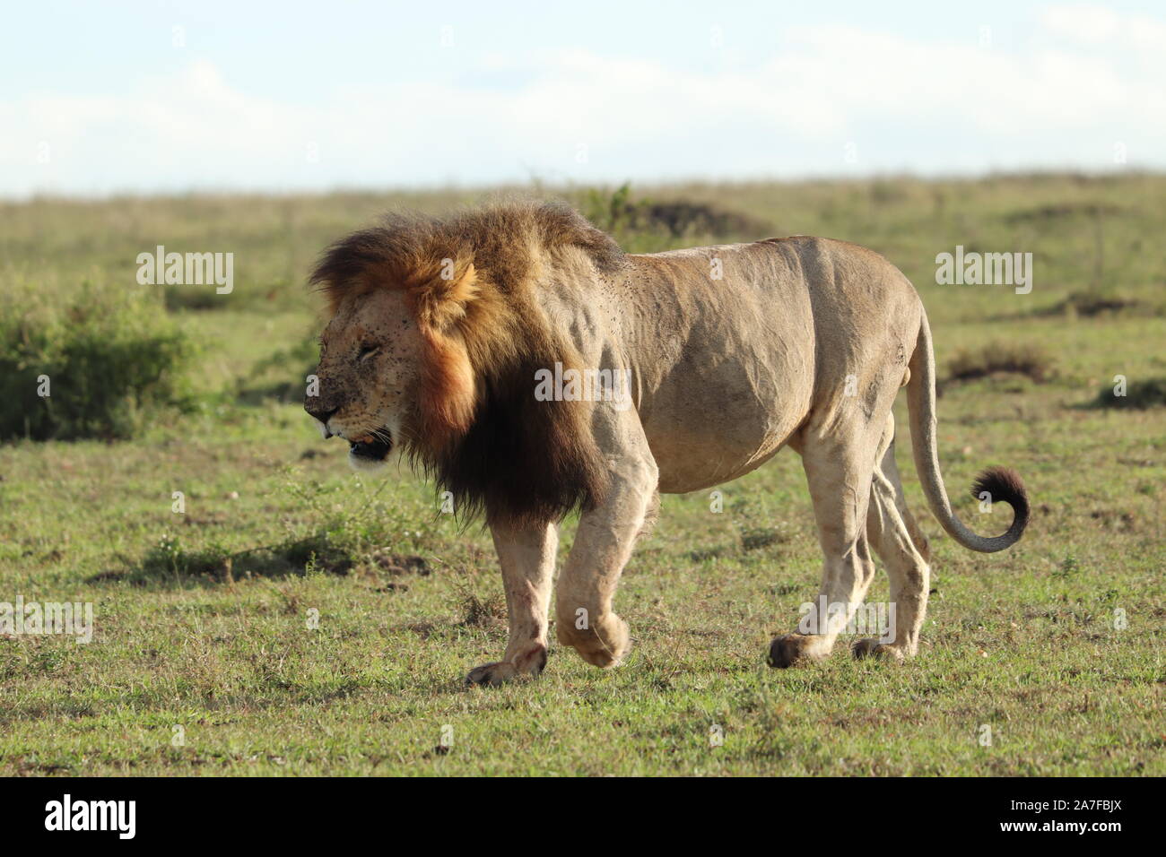Lion in the african savannah Stock Photo - Alamy