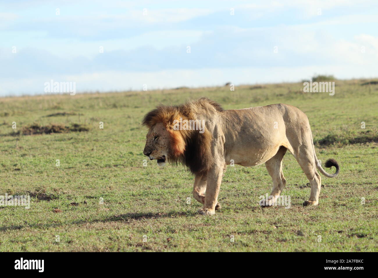 Lion in the african savannah Stock Photo - Alamy