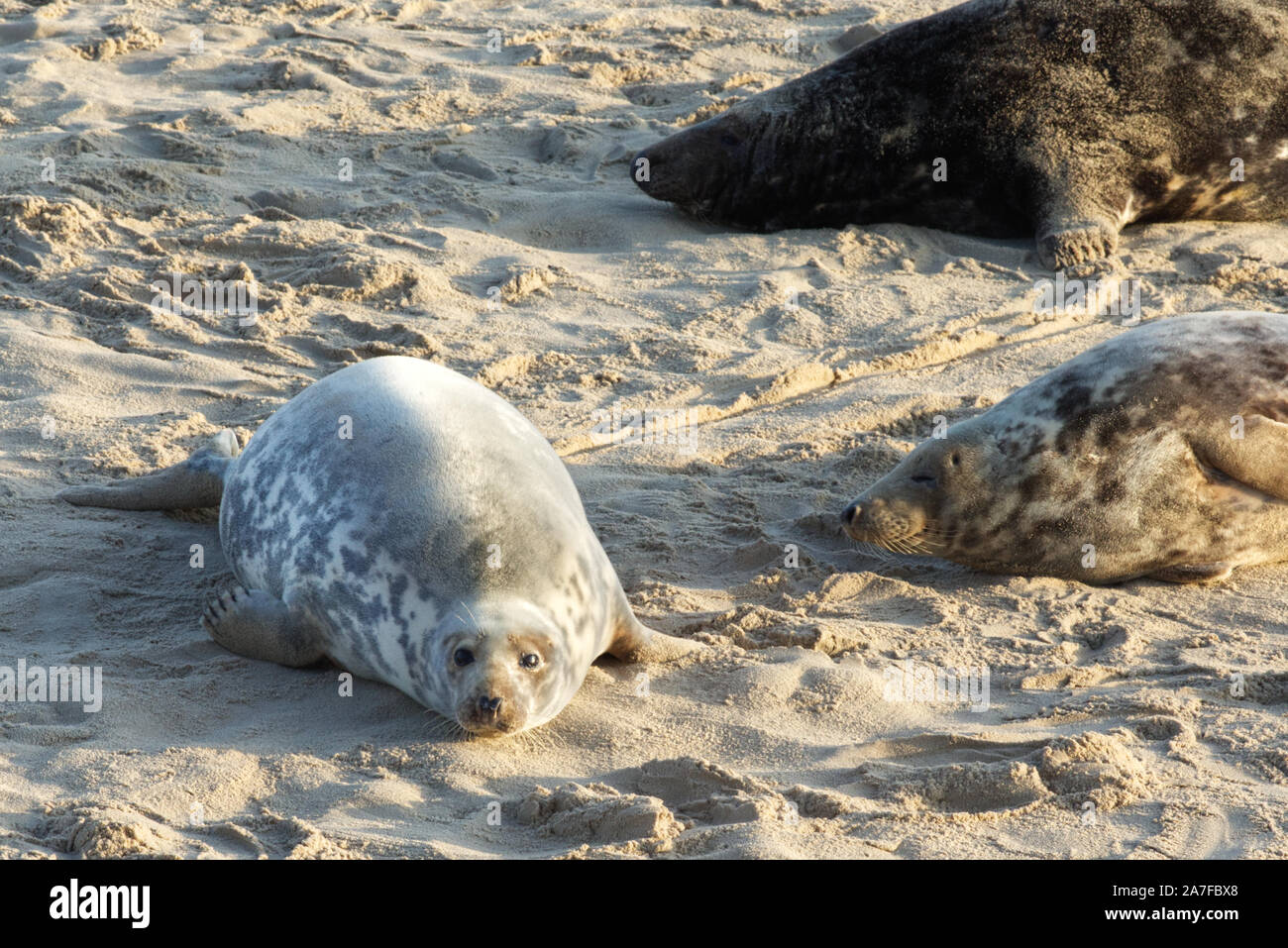 The Seals At Horsey Beach Norfolk Stock Photo Alamy