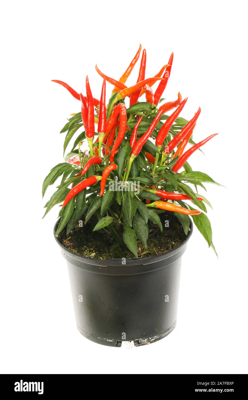Fruiting chilli plant in a pot isolated against white Stock Photo - Alamy