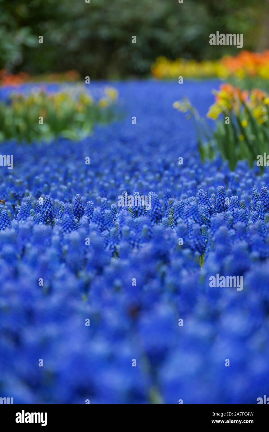Field of blue lavender in selective focus. Diminishing perspective. Stock Photo