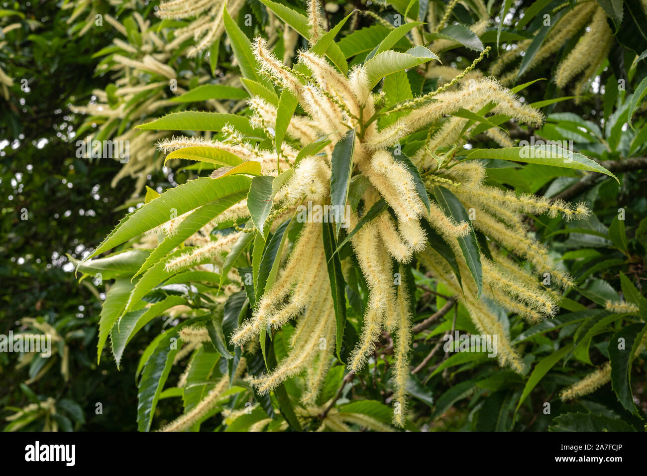 Castanea sativa bloom hi-res stock photography and images - Alamy