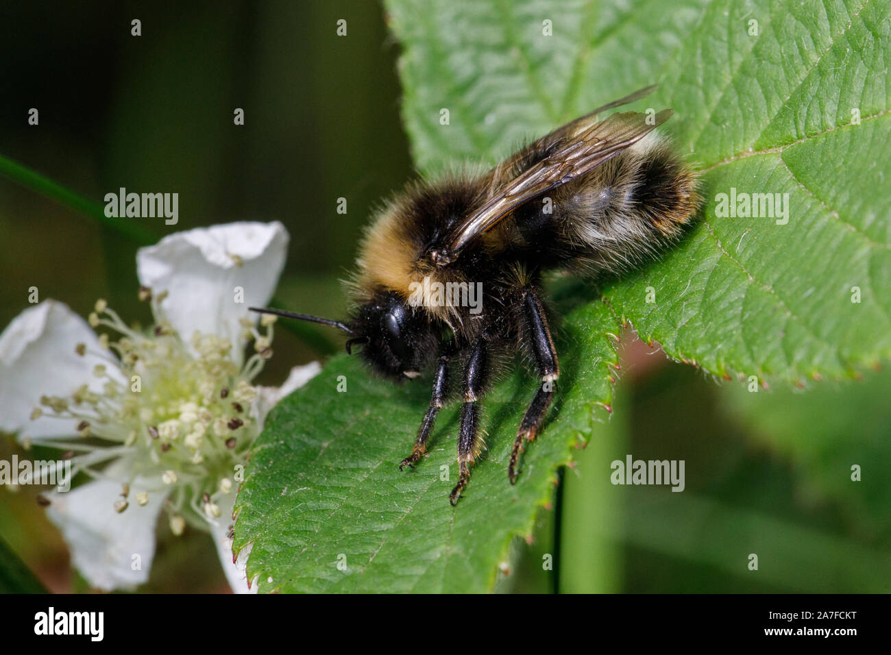 Forest Cuckoo Bumblebee,Bombus sylvestris Stock Photo