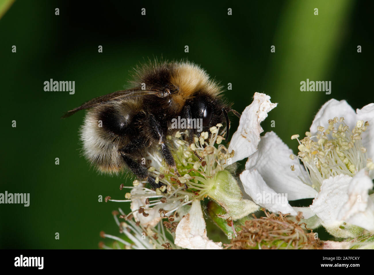 Forest Cuckoo Bumblebee,Bombus sylvestris Stock Photo