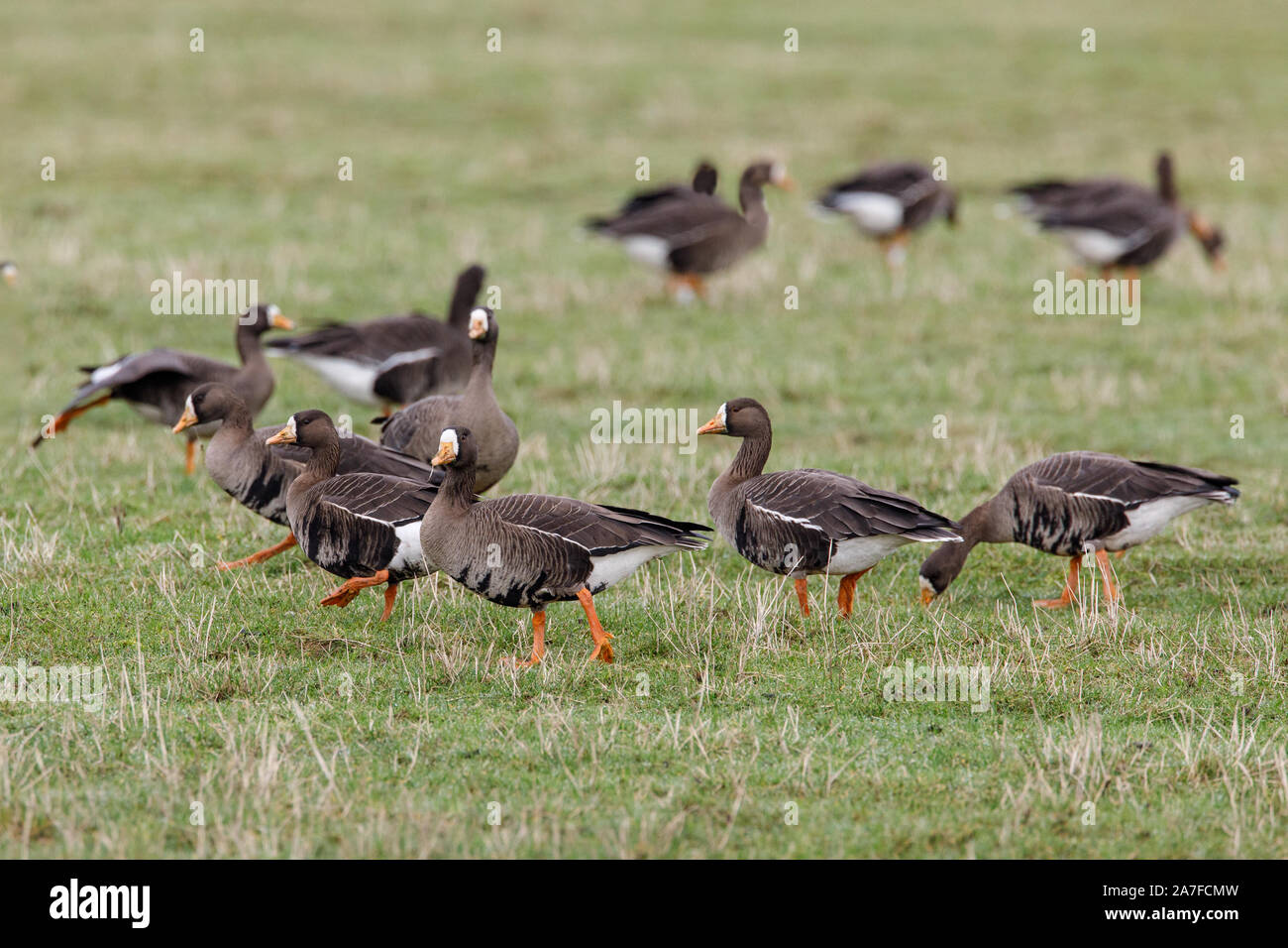 Greenland White-fronted Geese, Anser albifrons Stock Photo