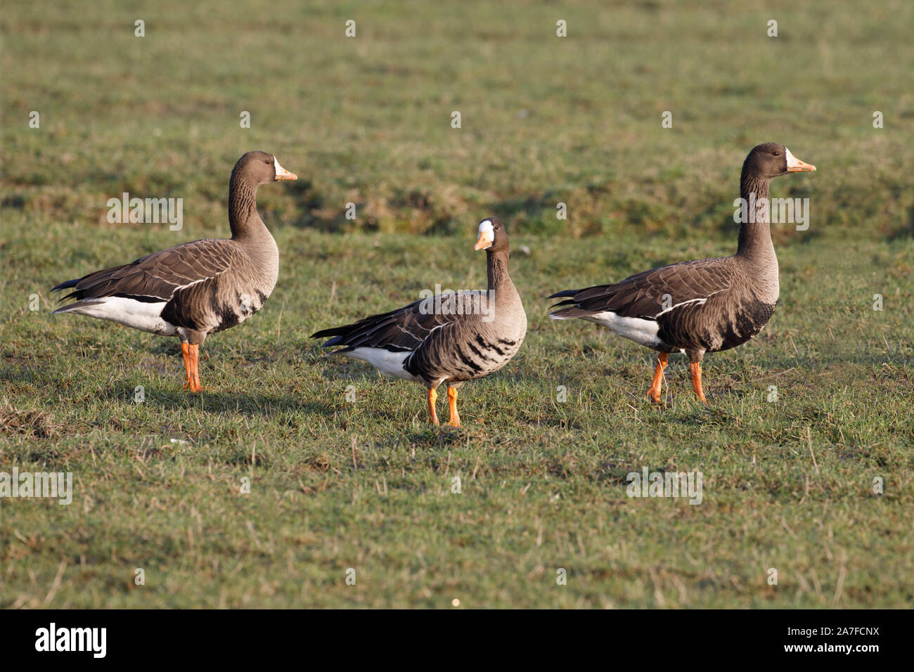 Greenland White-fronted Geese, Anser albifrons Stock Photo