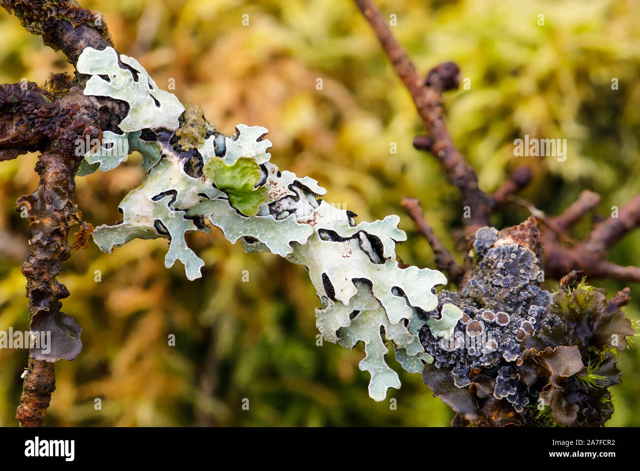 Green loop lichen, Hypotrachyna sinuosa Stock Photo