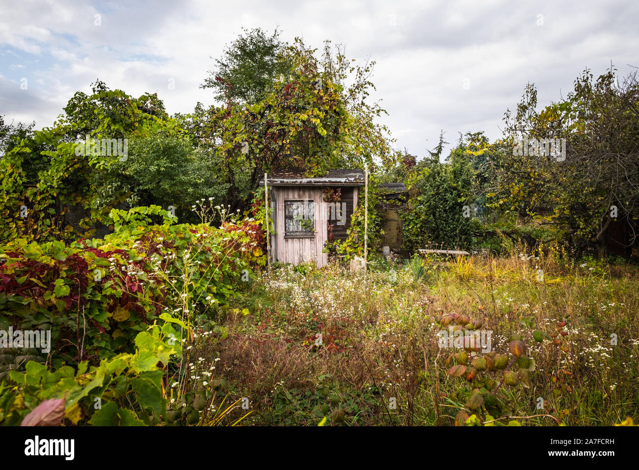 A small shed in an allotment area in Warsaw Poland. The foliage remained untouched making it a perfect habitat for bees and small mammals Stock Photo