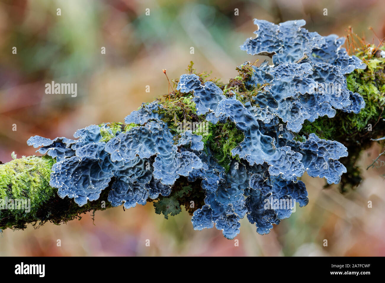 Blue Lungwort, Lobaria scrobiculata Stock Photo