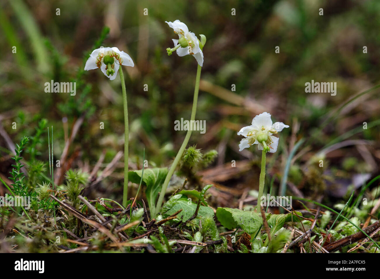 One-flowered Wintergreen, Moneses uniflora Stock Photo