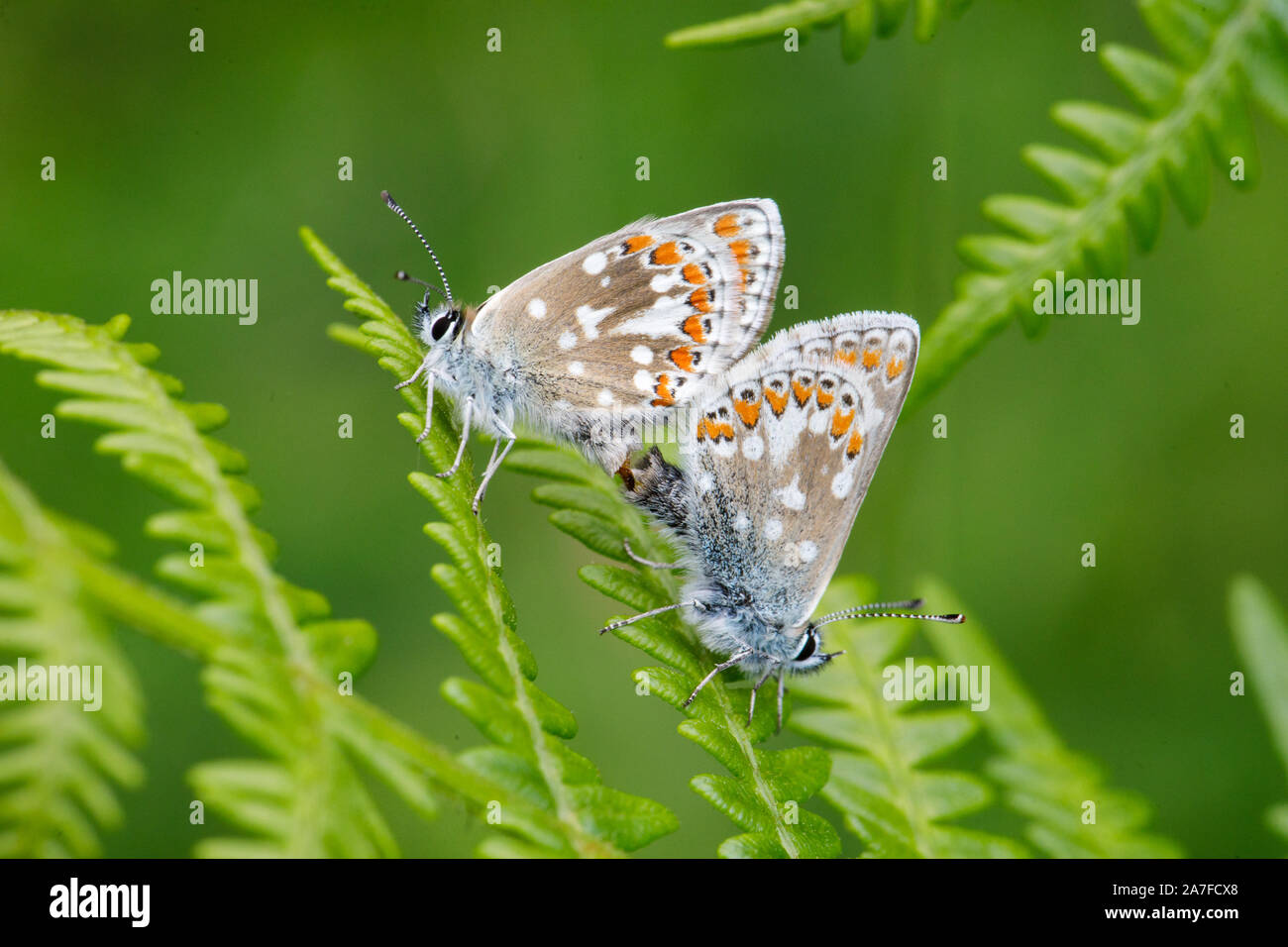Northern Brown Argus butterflies, Aricia artaxerxes Stock Photo