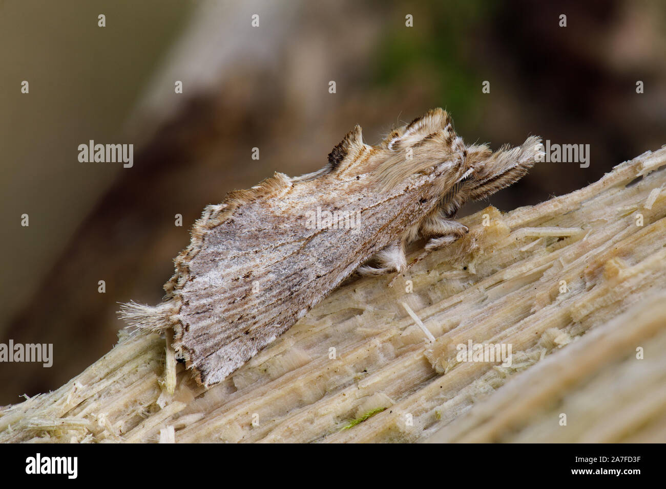 Pale Prominent moth, Pterostoma palpina Stock Photo