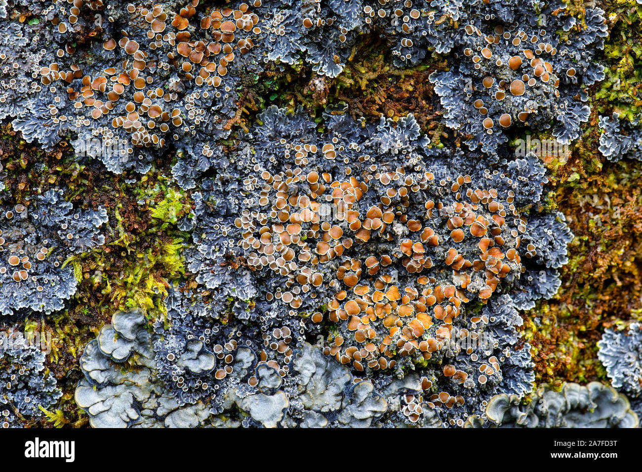 Red-eyed shingle lichen, Pannaria rubiginosa Stock Photo